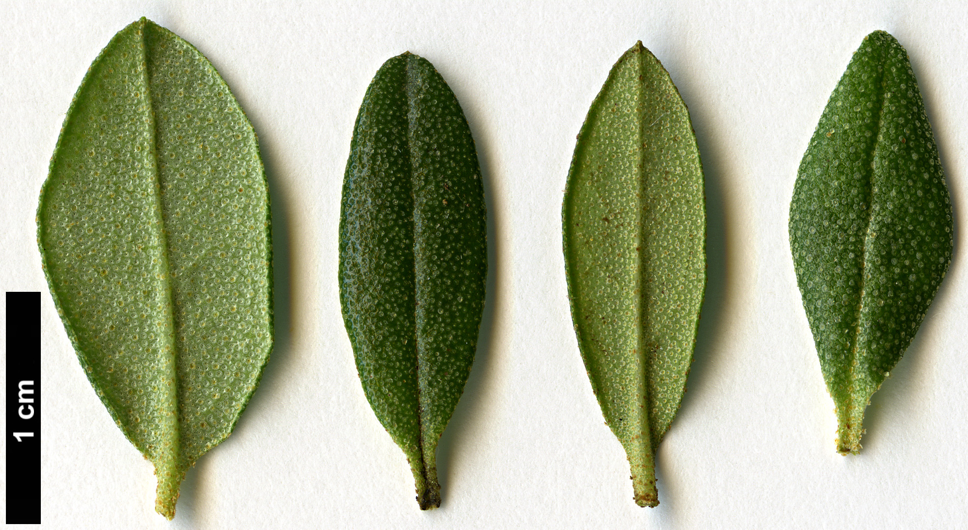 High resolution image: Family: Ericaceae - Genus: Rhododendron - Taxon: hippophaeoides - SpeciesSub: var hippophaeoides High resolution image: Family: Ericaceae - Genus: Rhododendron - Taxon: hippophaeoides - SpeciesSub: var hippophaeoides